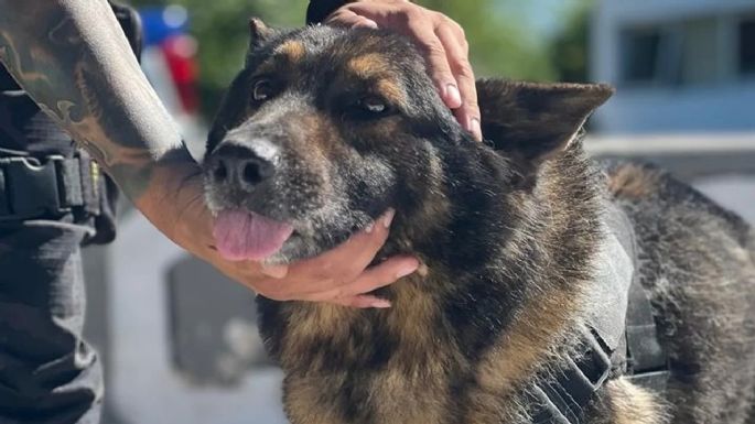La emotiva despedida a Ursus, perro emblema de la Policía de Córdoba