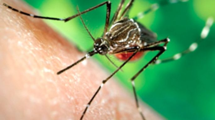 Confirmaron más casos de chikungunya en Córdoba