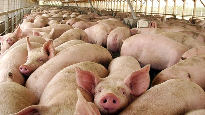 Relanzan programa de asistencia para productores porcinos con inversión de 1.400 millones de pesos
