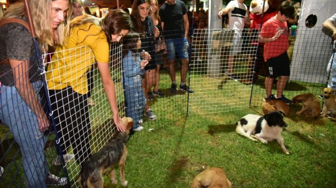 Se adoptaron más de 130 perros y gatos durante el recorrido peñero