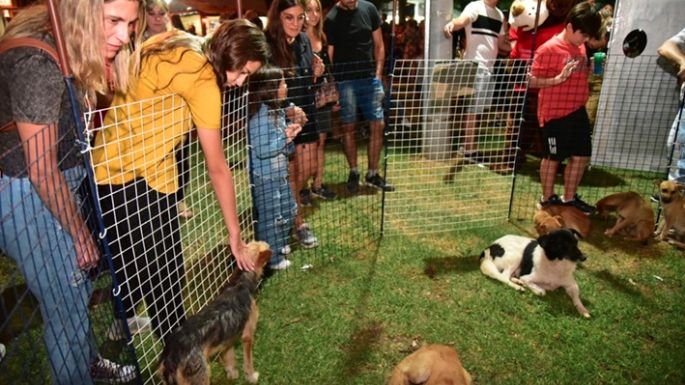 Verdadero festival de adopciones