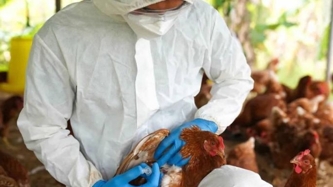 Declaran la emergencia sanitaria por los casos detectados de gripe aviar