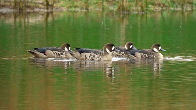 Extremar las precauciones frente a  la influenza que trasmiten las aves