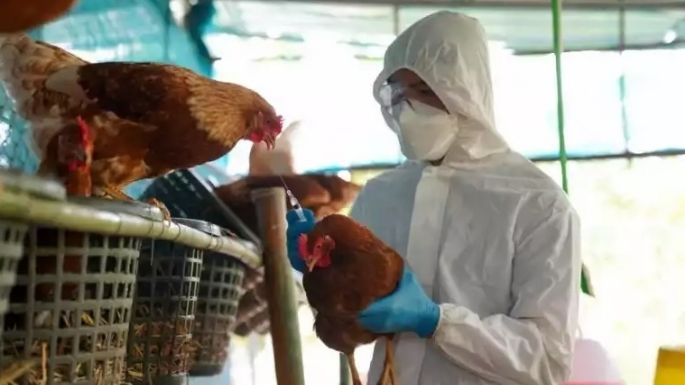 Nuevos casos de gripe aviar, ahora en Santa Fe