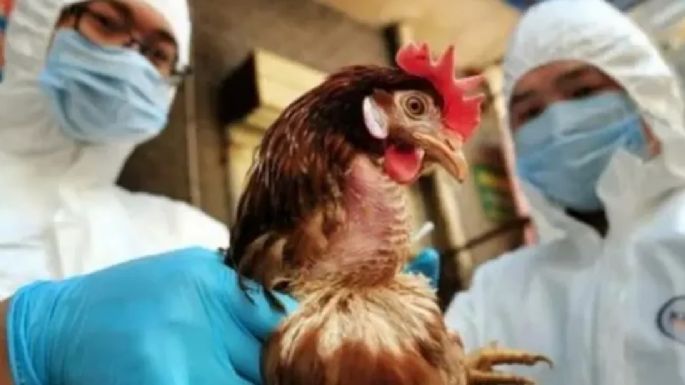 Medidas de cuidado ante la influenza aviar