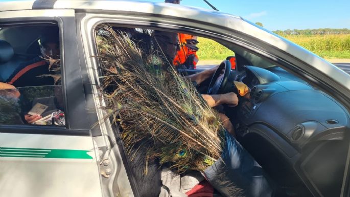 Gripe aviar en la provincia: 3 nuevos casos en gallinas y aves de corral