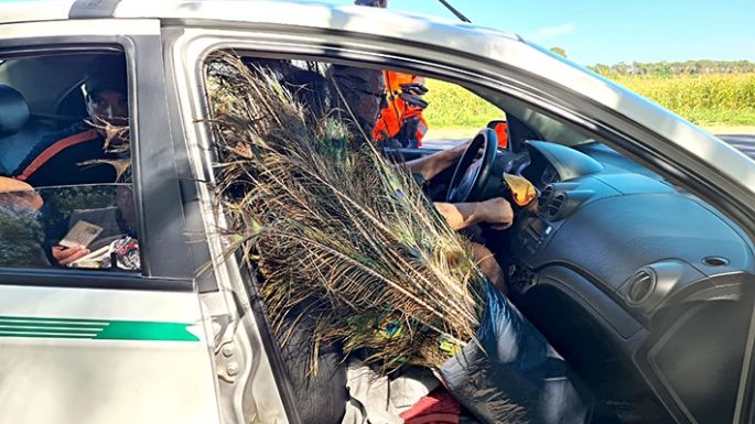 Detectan más casos de gripe aviar en aves de corral de la región