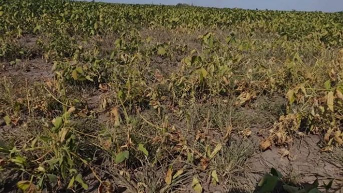 Piden que se amplíe la emergencia por sequía a toda la zona afectada