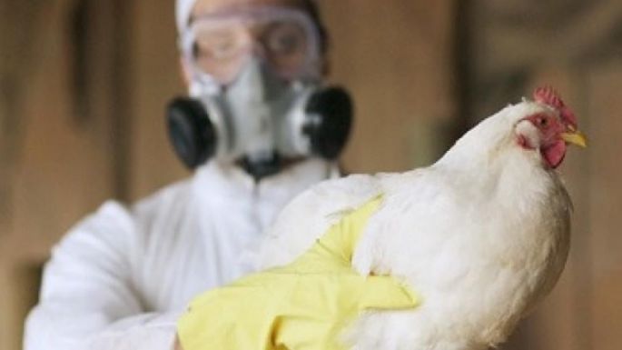 Confirmaron cuatro nuevos casos de influenza aviar