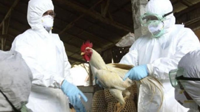 Senasa detectó la última semana 13 nuevos casos de influenza aviar y suman 59