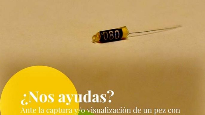 Piden ayuda para estudiar a los peces “marcados”