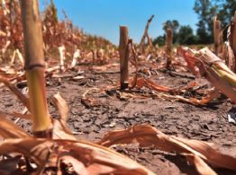 Sequía: beneficios para productores