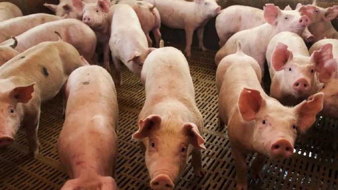 Detectan evasión por casi $500 millones en establecimiento de porcinos