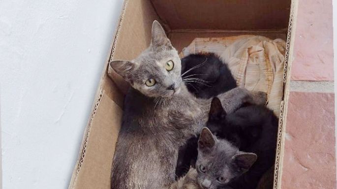 Buscan un hogar