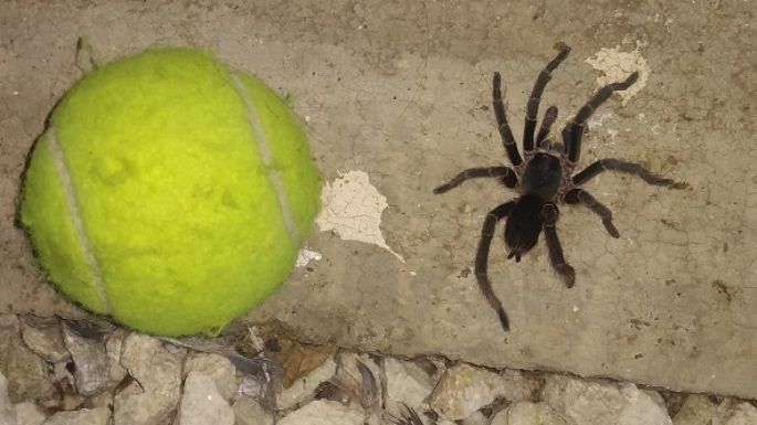 Vecinos preocupados por la aparición de arañas gigantes
