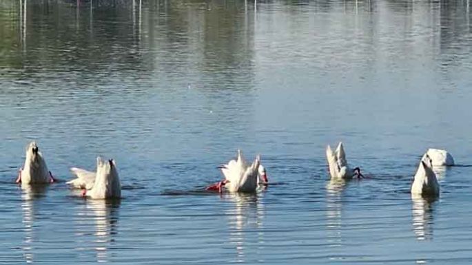 Cuáles son las aves que se avistaron en el sector del río que se convertirá en reserva