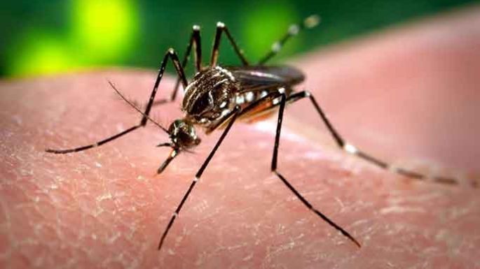 Investigan si es autóctono un quinto  caso sospechoso de dengue en la Villa