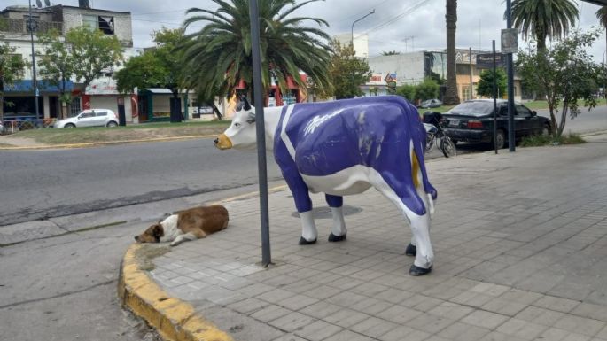 El perrito que cuida una “vaca” sobre el bulevar