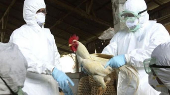 Nuevos casos de influenza aviar