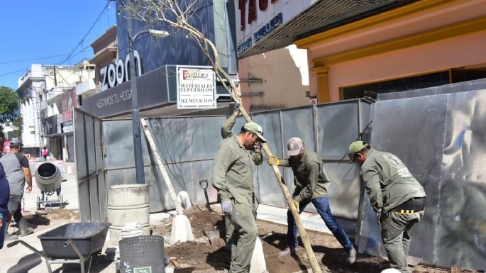 Comenzó la colocación de lapachos rosados en calle San Martín, entre Corrientes y Entre Ríos