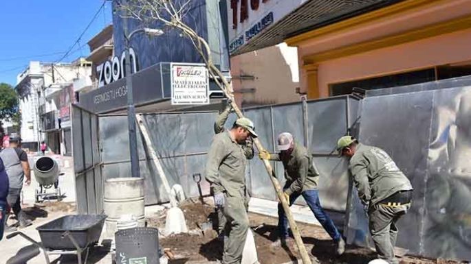 Ya colocan los lapachos rosados en el centro