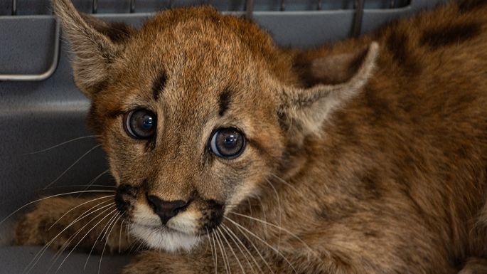 Rescataron a un cachorro de puma en una localidad cordobesa