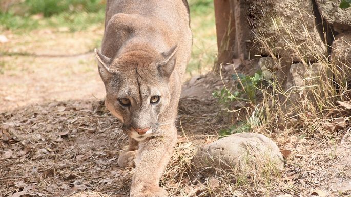 Trasladaron dos pumas de edad avanzada a una reserva natural