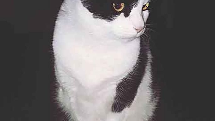 El adiós a la gatita Tutti