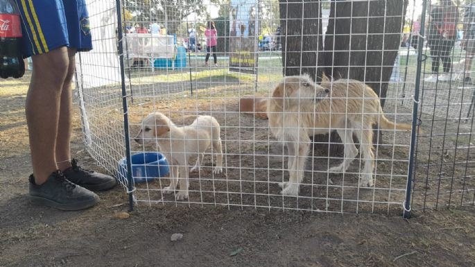 Familias disfrutan de “Un maravilloso día de perros” en el parque