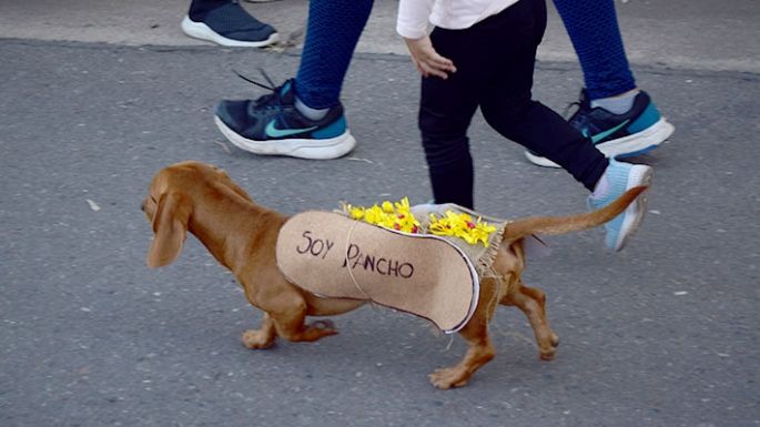 Las mascotas desfilaron y varias fueron adoptadas
