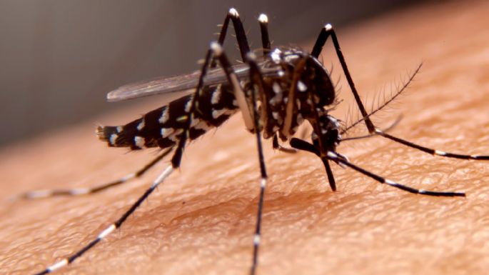 El municipio recordó medidas domiciliarias para erradicar mosquitos