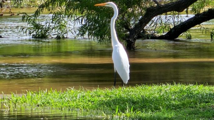 Por la creciente, hay una mayor presencia de garzas en el río
