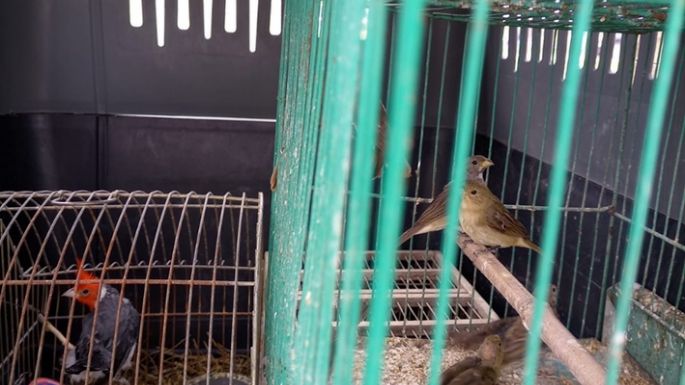 Rescataron 30 aves silvestres que estaban cautivas en una forrajería