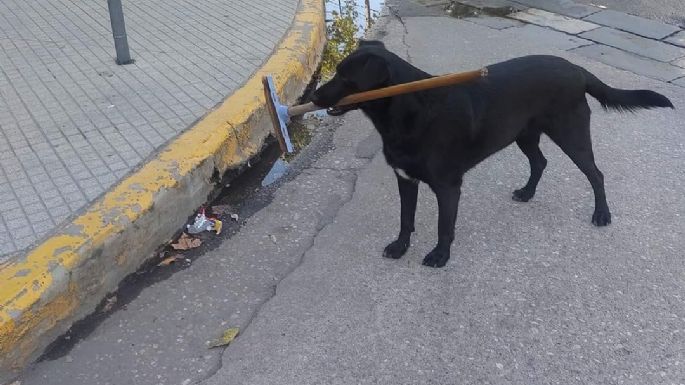 Una perra villamariense llamó la atención de los transeúntes en el centro