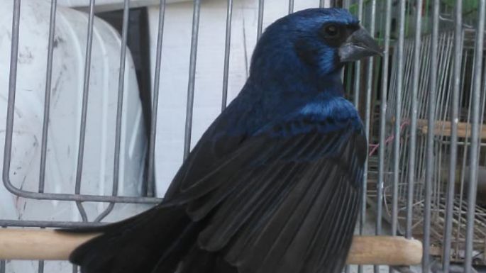 Recuperaron aves en cautiverio en una localidad cordobesa