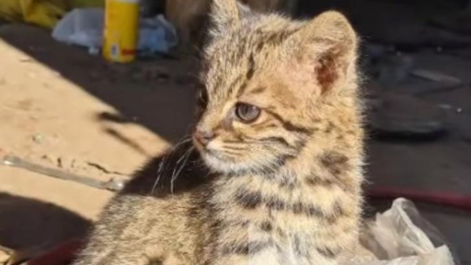 Un cordobés se mostraba con un gato montés en Tik Tok y se lo quitaron