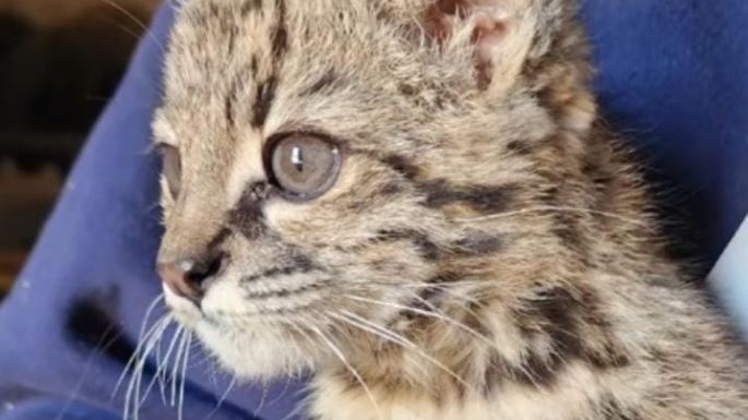 Un cordobés se mostraba con un gato montés en Tik Tok y se lo quitaron