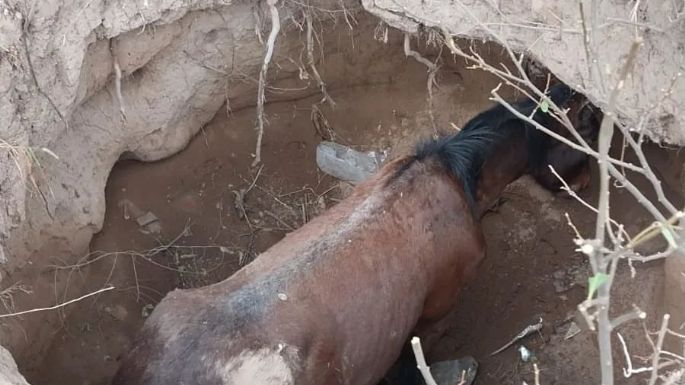 Bomberos rescataron a un caballo que había caído a un pozo