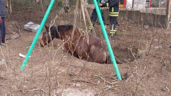 Bomberos rescataron a un caballo que había caído a un pozo