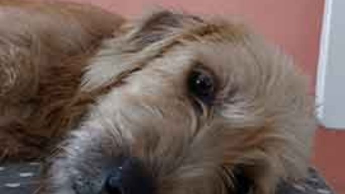 Buscan un hogar