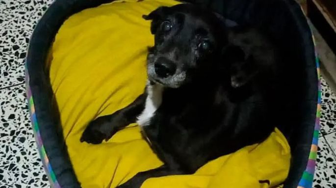 Lola, la perra que se perdió en Córdoba y apareció en Jujuy