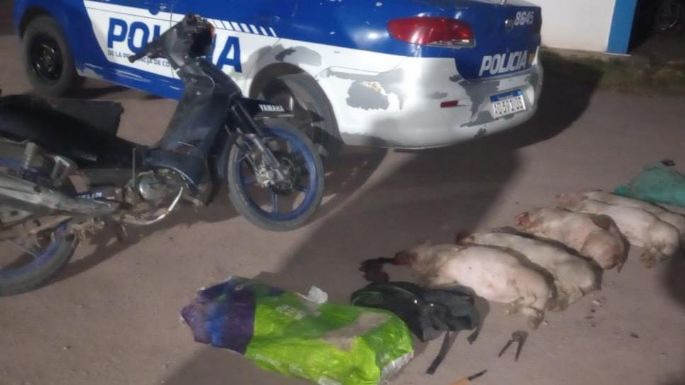 Robó cinco lechones, los faenó y terminó detenido
