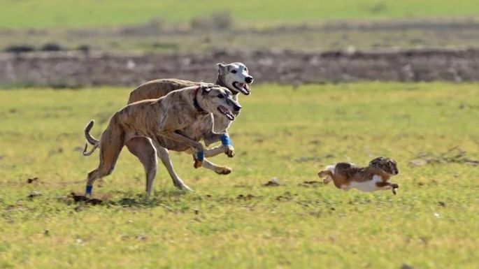 Secuestraron 20 perros galgos relacionados con la caza ilegal
