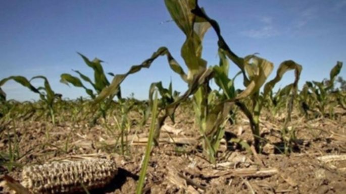 Declaran la emergencia agropecuaria en Córdoba