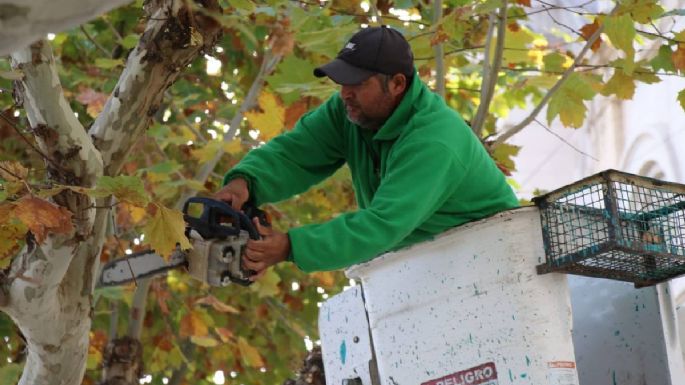 Comenzó la temporada de poda de árboles: cómo solicitar el permiso