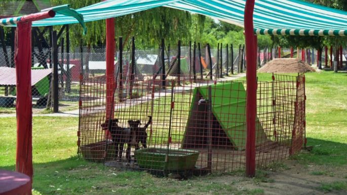 El CAM realizó más de 500 castraciones y 22 mascotas fueron adoptadas durante mayo