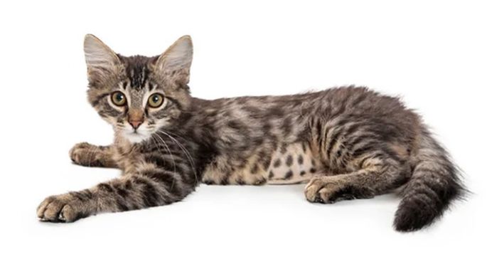 Apuntes de un naturalista urbano / Los gatos