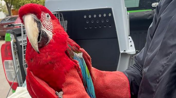 Rescataron un guacamayo rojo en una localidad cordobesa