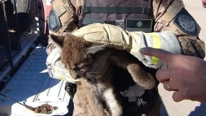 Rescataron a un cachorro de puma en el sur de Córdoba