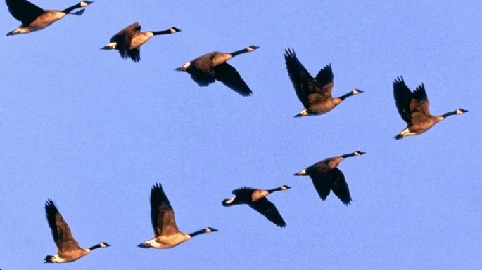 El vuelo de  los gansos